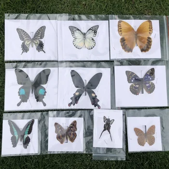 10stk Naturlige Umonterede Butterfly Modellen Kunst Materiale Indretning