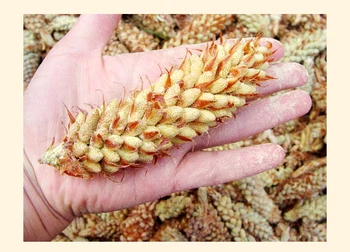 Naturlig Celle-Muren er Brudt Pine Pollen Tablet 800pcs/Flaske Forbedrer Immunitet Planter, Urter Gratis Fragt